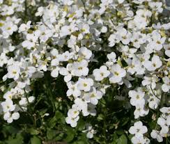 Image result for Arabis alpina
