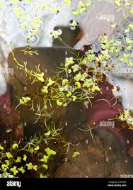 Image result for Wolffiella