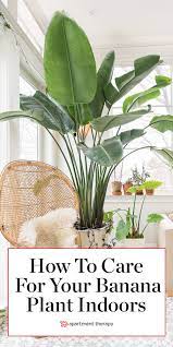 How To Care For Birds Of Paradise So They Thrive Indoors Paradise Plant Plants Birds Of Paradise Plant