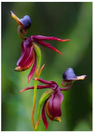 Orchids can be used in any event such as weddings, anniversaries, corporate events, debuts, birthdays, and many more! Flyingduck Orchid Seeds Plant Blackorchid Blackflowers Orchids Duckorchid Duck Nature Naturaleza Pl Orchid Seeds Flying Duck Orchid Unusual Flowers