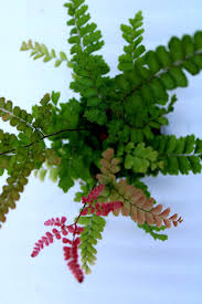 Image result for Adiantum hispidulum