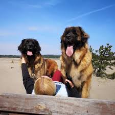 Profile for Leonberger FCI registered breeder BRAVO JA