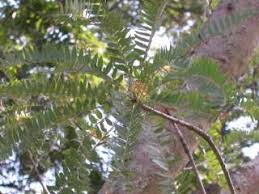 Image result for Kirkia