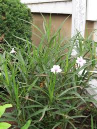 Image result for Ruellia cordata