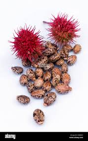 Image result for Ricinus communis