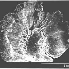 Image result for Gisekiaceae