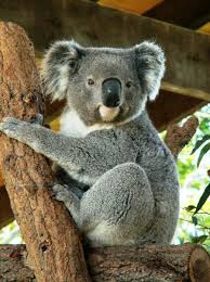 Australian Koala In Captivity Koala Facts And Information Koala Baby Animals Australian Native Animals