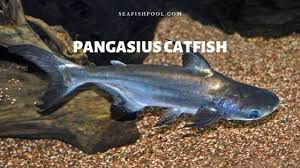 Of course, catfish stocking rates will vary depending on if you plan to feed. Pangasius Catfish Profile Size Aquarium Diet Care Seafish