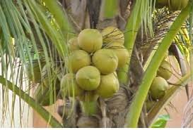 Cocnut Oil Home La Maison Du Coco Tropical