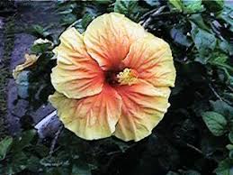 Daun bunga raya yang paling bagus adalah dari bunga raya putih. Ooi S Flora Malaysiana Ver 1 0 Yellow Orange Hybrid Hibiscus Mvhisyo01a Htm 1997 2002