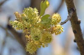 Image result for Combretum collinum