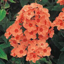 Maybe you would like to learn more about one of these? Orange Perfection Hybrid Tall Phlox Shop At Michigan Bulb