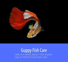 Guppy Fish Care Tank Size Food Breeding And Water Parameters Guppy Fish Fish Care Guppy