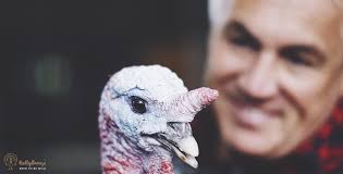 What is a KellyBronze turkey?