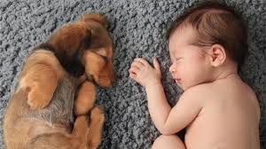 Embarazo Y Mascotas Es Danino Tener Gatos Y Perros Durante La Gestacion Rpp Noticias