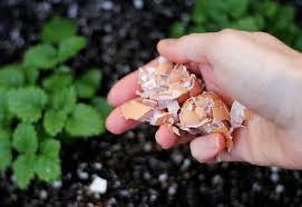1001 Usages Et Idees Recup Avec Une Coquille D Oeuf Coquille D Oeuf Entretien Du Jardin Coquille