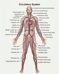 Posterior full body muscular system diagram. Human Animal Anatomy And Physiology Diagrams Circulatory System Diagram Human Anatomy And Physiology Anatomy And Physiology Physiology