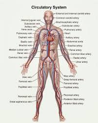 Posterior full body muscular system diagram. Human Animal Anatomy And Physiology Diagrams Circulatory System Diagram Human Anatomy And Physiology Anatomy And Physiology Physiology