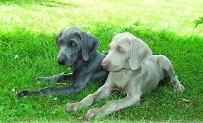 Image result for výmarský krátkosrstý ohař