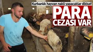 Kurbanlik Hayvan Nakli Yapacaklar Dikkat Para Cezasi Var