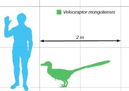 What Was The Actual Size Of A Velociraptor Quora
