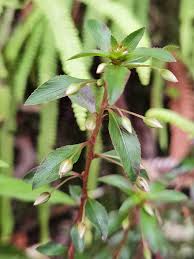 Image result for Sauvagesia