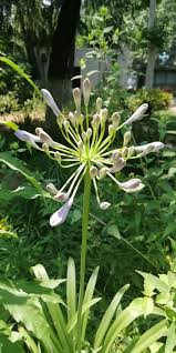 百子莲 学名 agapanthus africanus hoffmgg 石蒜科百子莲属植物 宿根植物 盛夏至初秋开花 花色深蓝色或白色 叶线状披针形 花茎直立 高可达60厘米 花期7月 8月 喜温暖 湿润和充足的阳光 plants