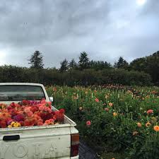 Another Cool Wet Early Morning Dahlia Harvest I M Posting Little Snippets From The Field This Morning In My Ig S Plant Aesthetic Flower Aesthetic Flower Farm