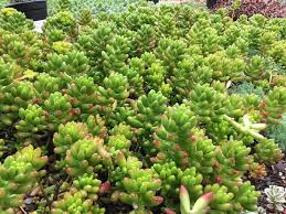 I crisantemi fioriscono con l'arrivo dell'autunno e la sua temperatura ideale è compresa tra 10 ° c e 15 ° c. 10 Piante Da Balcone Resistenti Outdoor Vivace Tutto L Anno