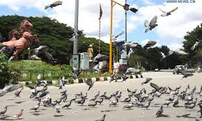 No lockdown in state, seeking people's cooperation, says minister karnataka revenue minister, r ashoka on monday said that there is no proposal before the government to enforce lockdown or partial. Pigeons Seen On Street During Lockdown In Bangalore Global Times