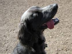Weimaraner dog breeders, beautiful weimaraner puppies, beautiful weimaraners, goldmaraner puppies, greyspirit weimaraners&slovakian rough haired pointer, hounds. The Longhair Weimaraner Autumn Breeze Kennel