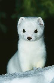 Animal Planet White Ermine Cute Ferrets Cute Baby Animals Cute Animals