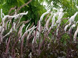 Image result for Afroligusticum