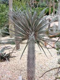 Image result for Pachycarpus eximius