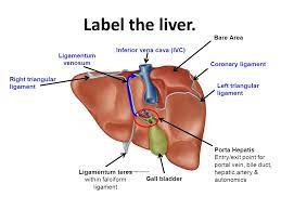 Gastrointestinal digestive system and labels. 33 Label The Features Associated With The Liver And Pancreas Labels Design Ideas 2020
