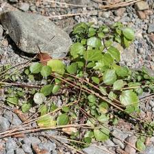 Image result for Craterispermum schweinfurthii