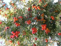 Pin Op Arbres Fruitiers Fruit Trees