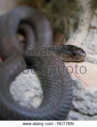Der inlandtaipan (oxyuranus microlepidotus) der inlandtaipan gilt als die giftigste schlange der welt. Inland Taipan Oder Wilde Schlange Oxyuranus Microlepidotus Ist In Australien Stockfotografie Alamy