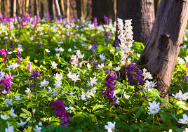 Wenn sie einen großen garten haben, können sie blumenwiese und rasen kombinieren: Dann Doch Lieber Eine Blumenwiese Willkommen In Franks Kleinem Garten
