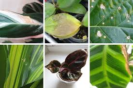 Simple leaves have a broad leaf on a petiole or leaf stock. Brown Spots On Houseplant Leaves Causes And Solutions Smart Garden Guide