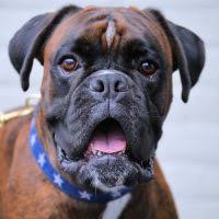 Advice from breed experts to make a safe choice. Boxer Puppies For Sale In Michigan Boxer Breeders And Information