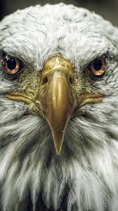 Pin On Animals Wallpapers