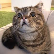 A scottish fold munchkins have been accepted by tica as an experimental breed and are now it is a cross between a scottish fold and a munchkin cat in hopes of producing scottish fold folded. Scottish Fold Munchkin Cats Aww