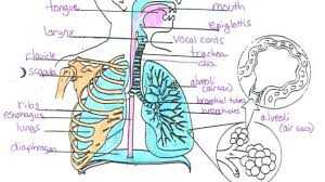 Label The Diagram Of The Respiratory System Below The