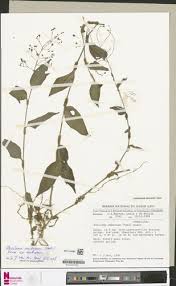 Image result for Aneilema umbrosum