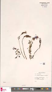 Image result for Rhabdophyllum welwitschii