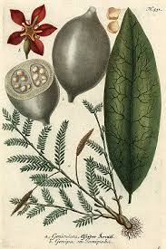 Image result for Pavetta radicans
