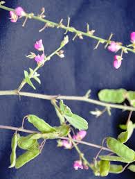 Image result for Pseudarthria