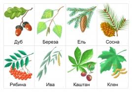 Kartochki Listya Derevev S Nazvaniyami Skachat I Raspechatat Rasteniya Derevya I Listya Maam Kartinki Vospitatelyam Detskih Sadov Shkolnym Uchitelyam I Pedagogam Maam Ru