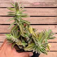 Image result for Aeollanthus